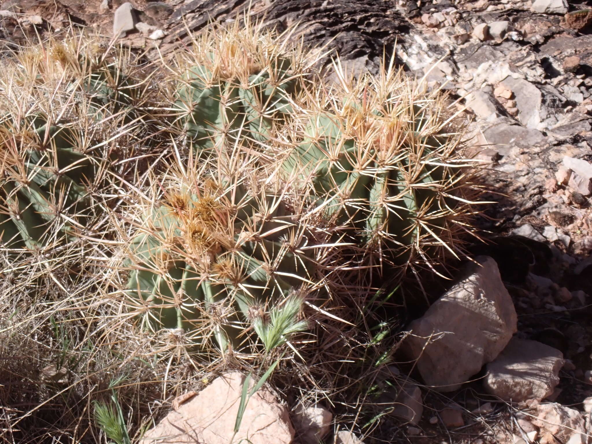 Image of Homalocephala polycephala subsp. xeranthemoides