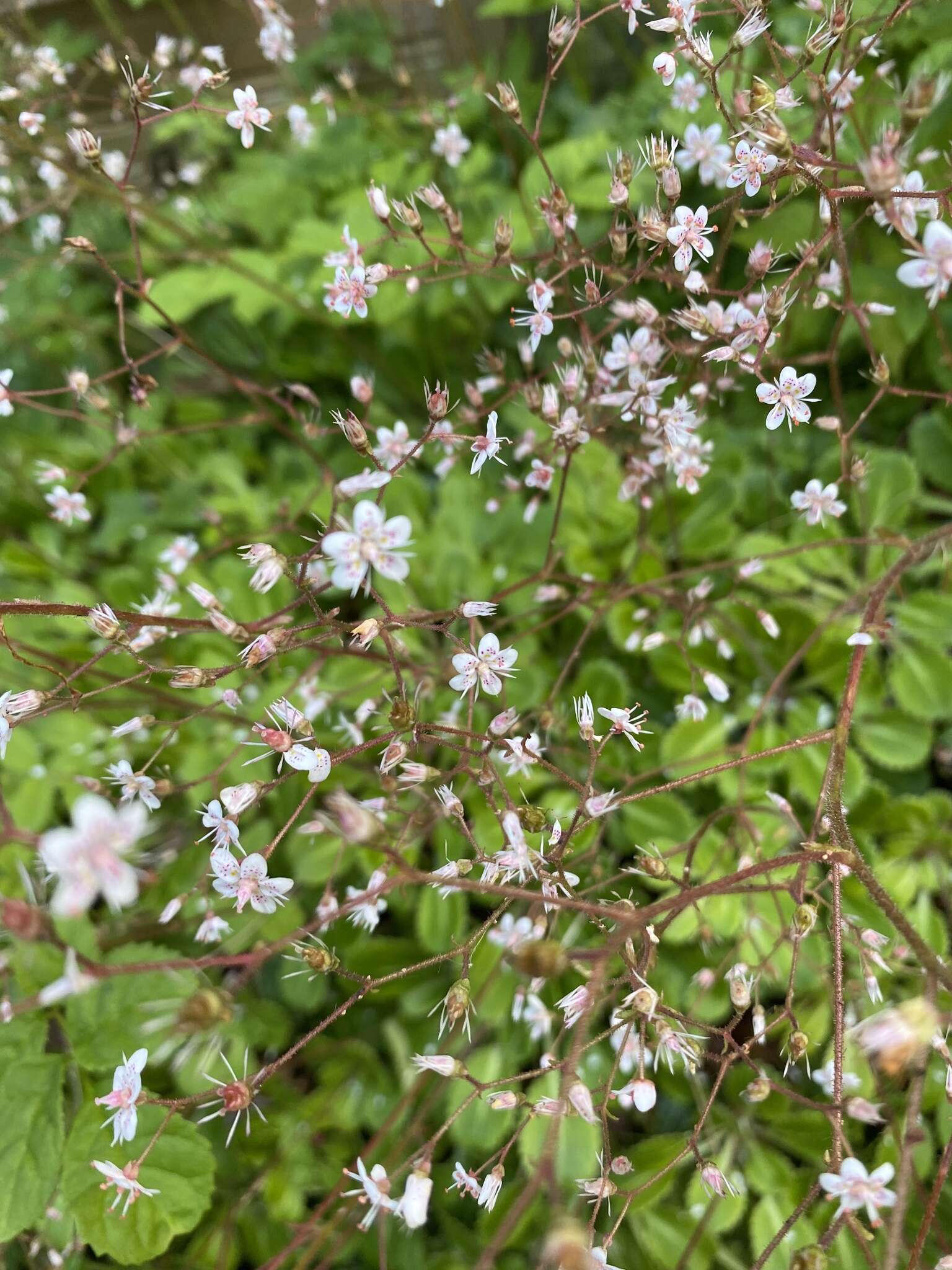 Image of Saxifraga urbium D. A. Webb