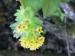 Image of Alchemilla plicata Buser