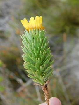 Image of Ursinia caledonica (Phillips) Prassler