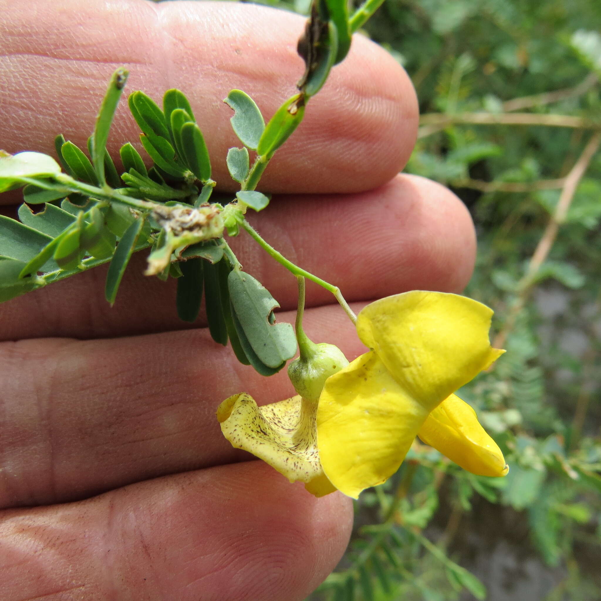 Image of Egyptian riverhemp