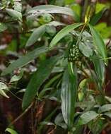 Plancia ëd Dracaena spicata Roxb.