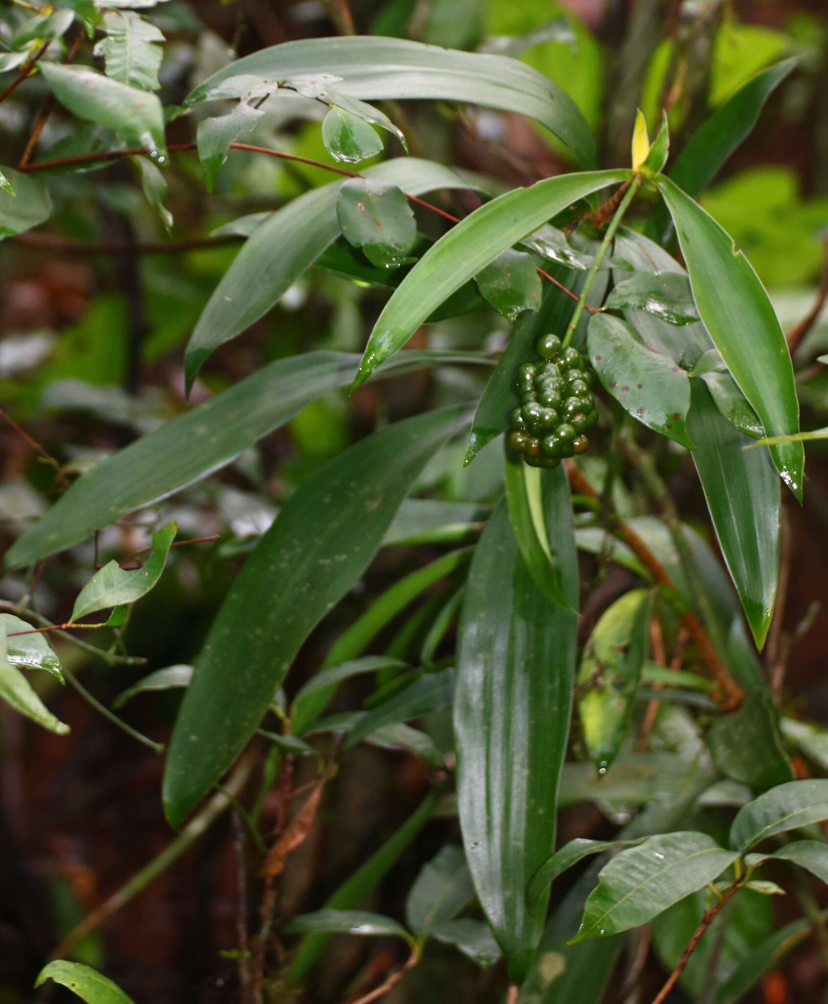 Plancia ëd Dracaena spicata Roxb.