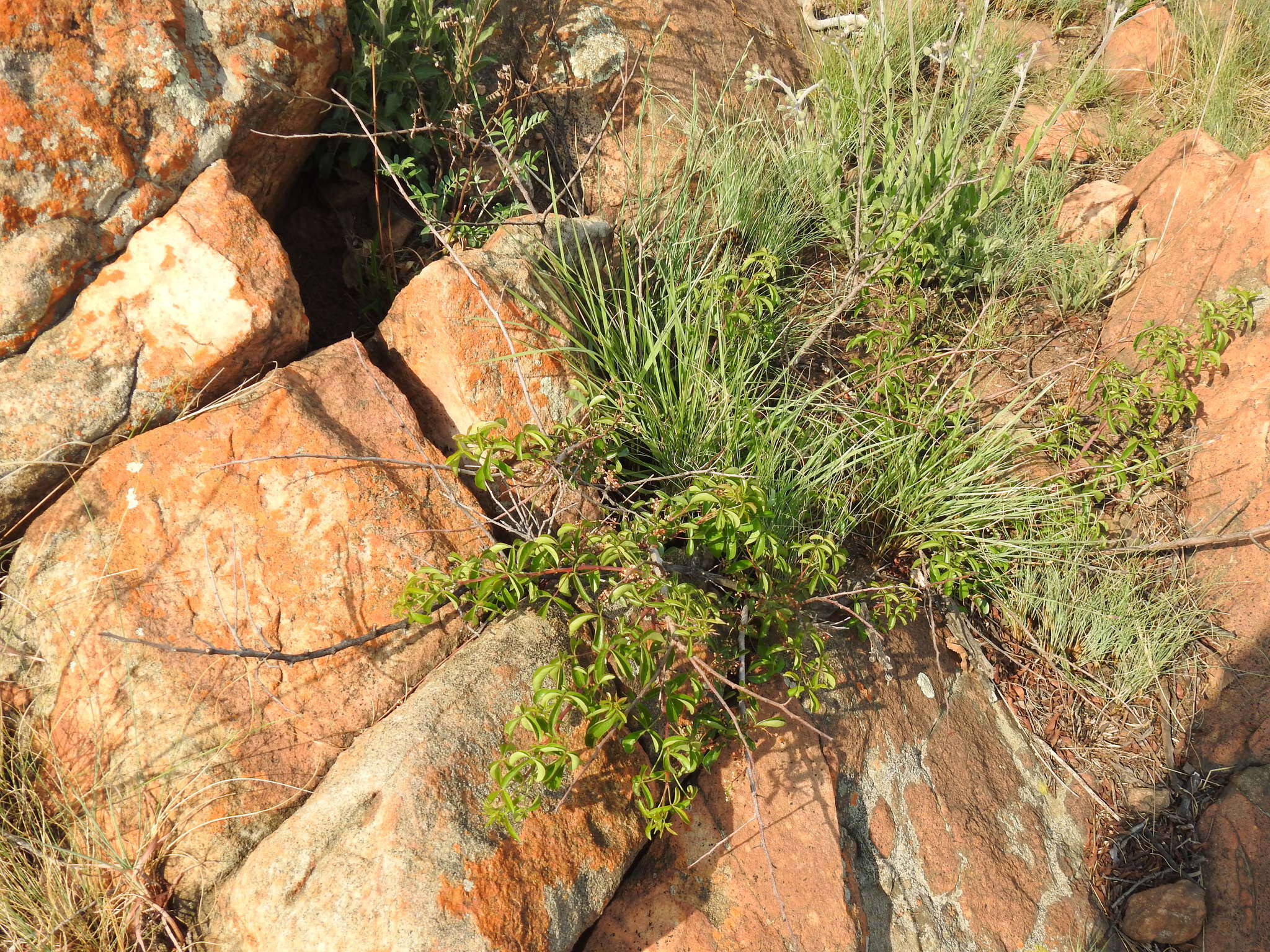 Image of Searsia rigida (Mill.) F. A. Barkley