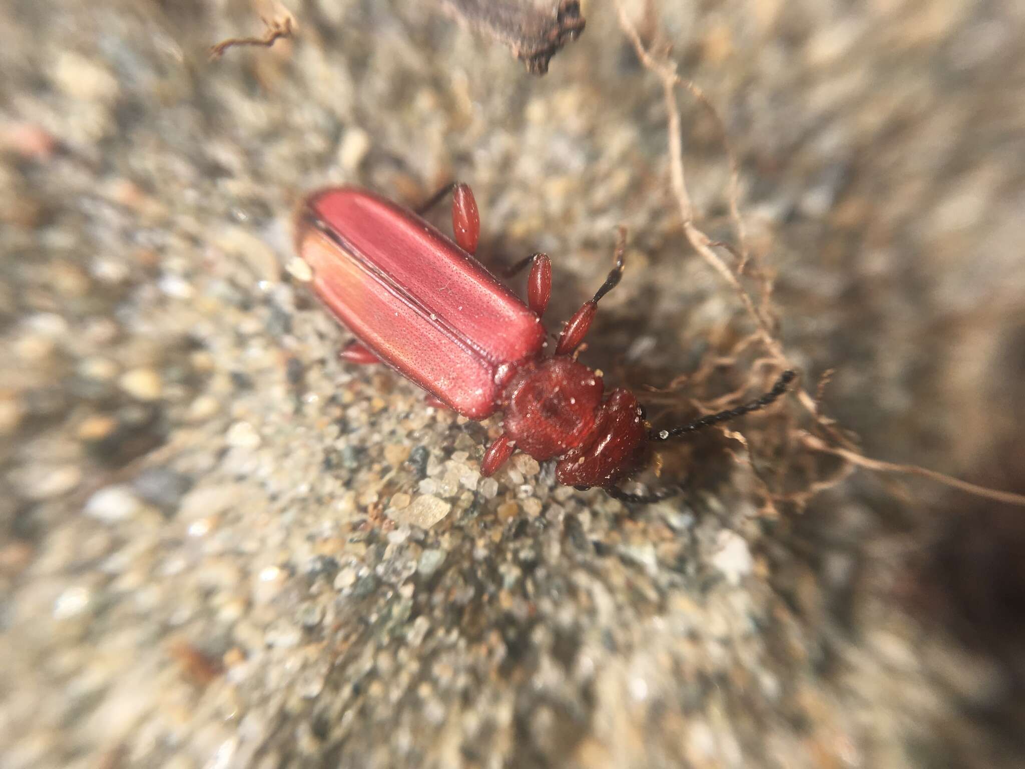 Image of Red Flat Bark Beetle