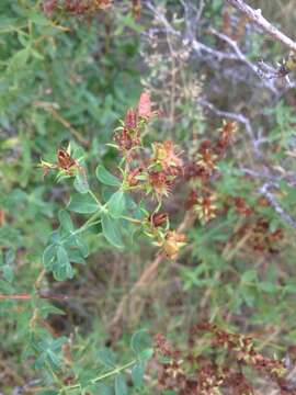 Image of St John's wort