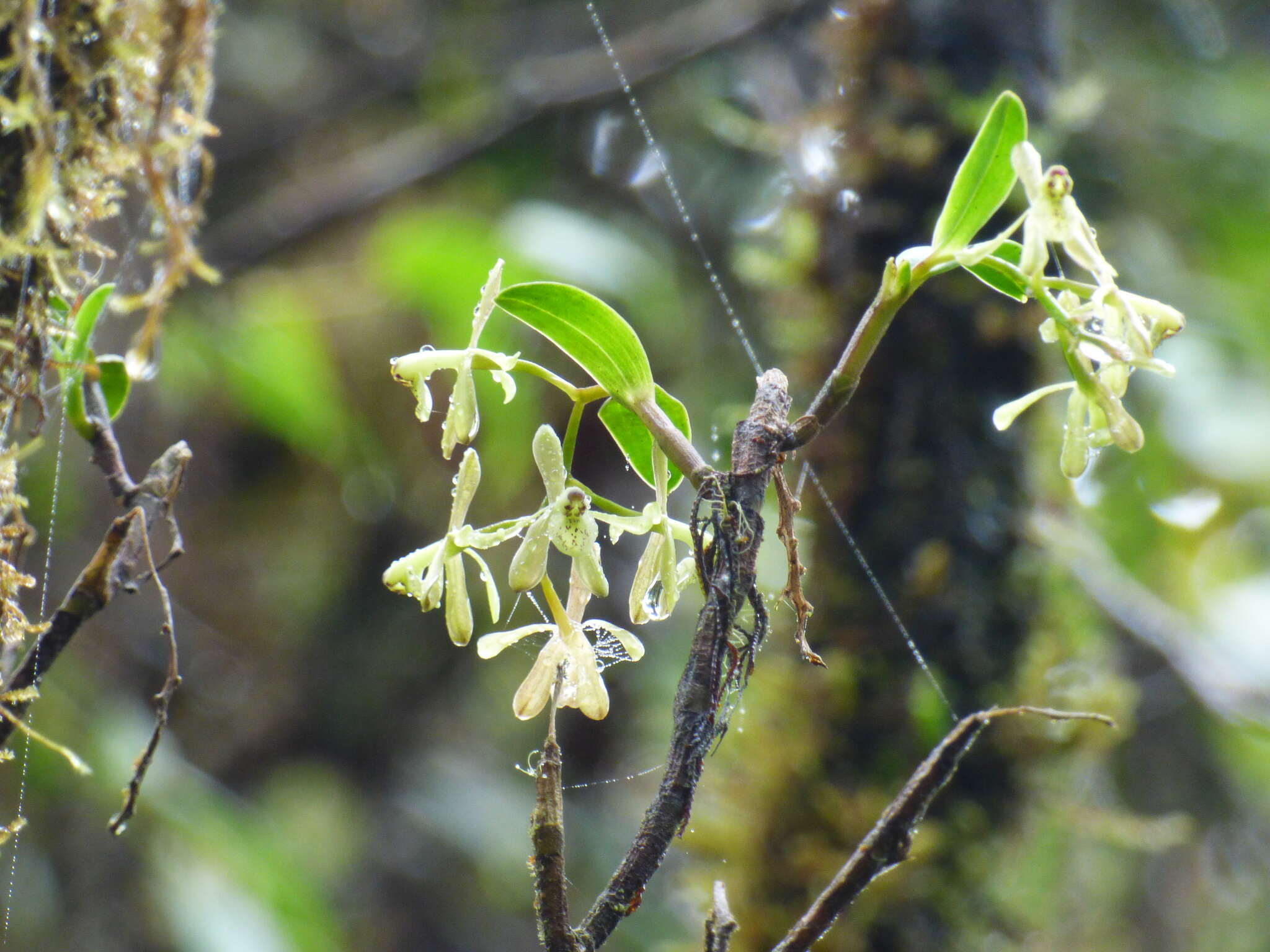 Image of Epidendrum erosum Ames & C. Schweinf.