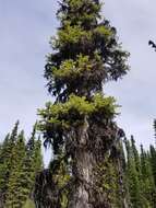 Image of Western white spruce