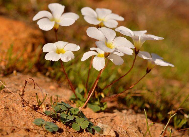 Image of Oxalis dreyerae Oberl. & Roets