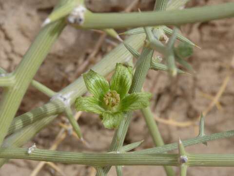 Plancia ëd Acanthosicyos horridus Welw.