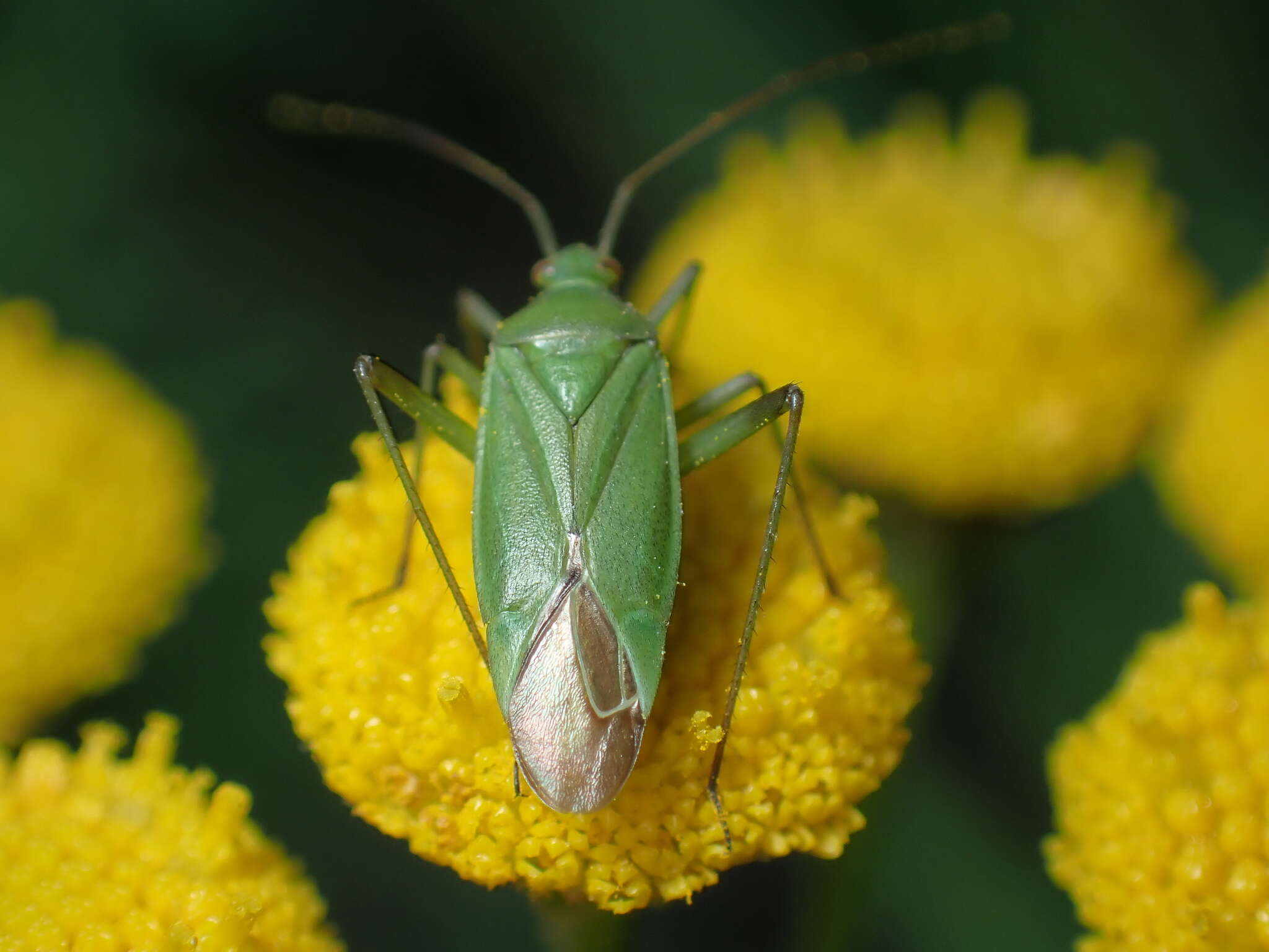 Image de Calocoris affinis (Herrich-Schaeffer 1835)