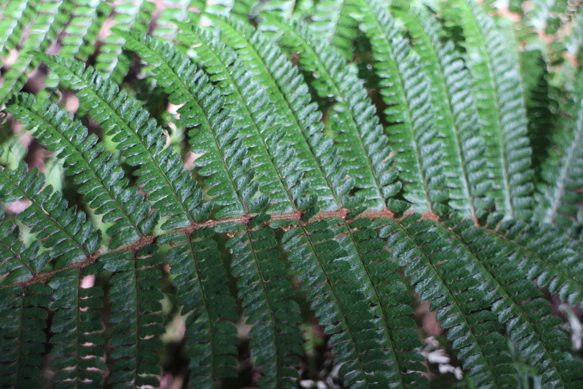 Image de Polystichum parvipinnulum Tag.