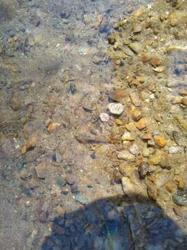 Image of Blue Ridge Sculpin