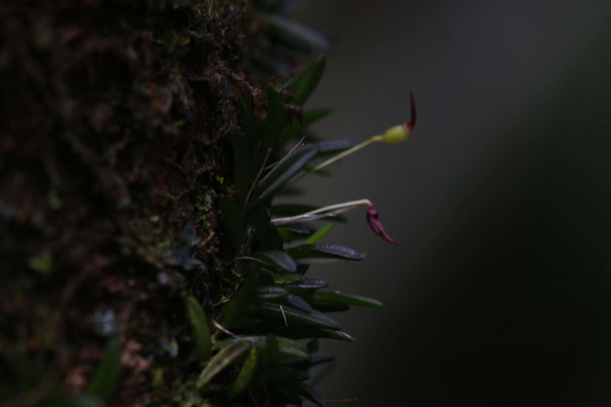 Image of Bulbophyllum macphersonii Rupp