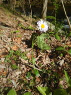 Plancia ëd <i>Erigeron <i>pulchellus</i></i> var. pulchellus