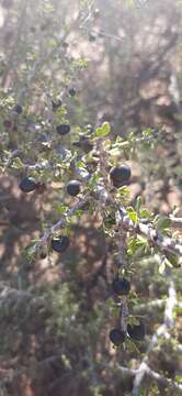 Image of Condalia globosa subsp. globosa