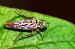 Image of Graphocephala edwardsii (Signoret 1855)