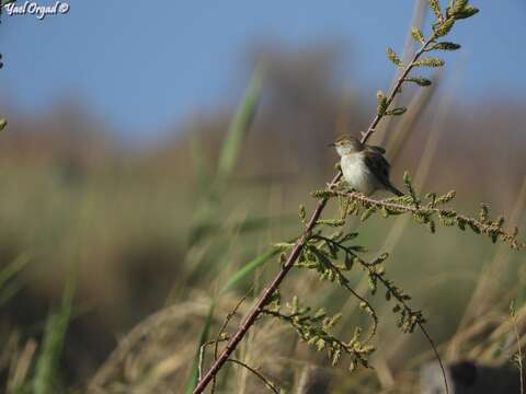 Image of Graceful Prinia