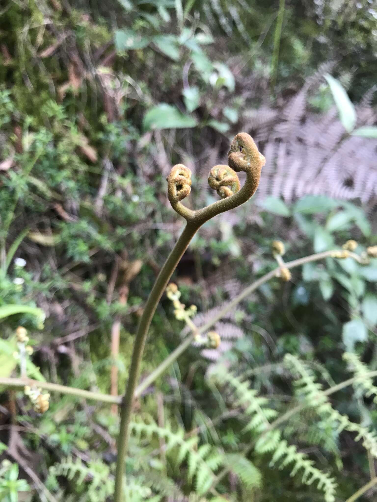 Слика од Pteridium arachnoideum (Kaulf.) Maxon