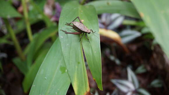 صورة Eneoptera