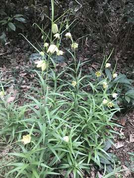 Image of Fritillaria thunbergii Miq.