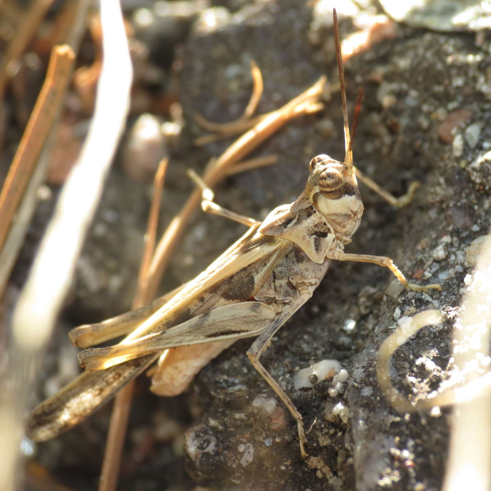 Image of Hippopedon gracilipes (Caudell 1905)