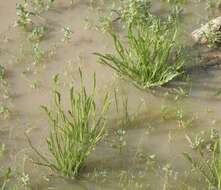 Image de Eryngium aristulatum Jepson