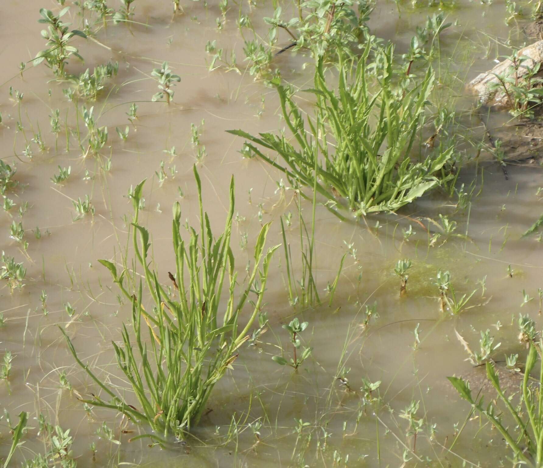 Image de Eryngium aristulatum Jepson