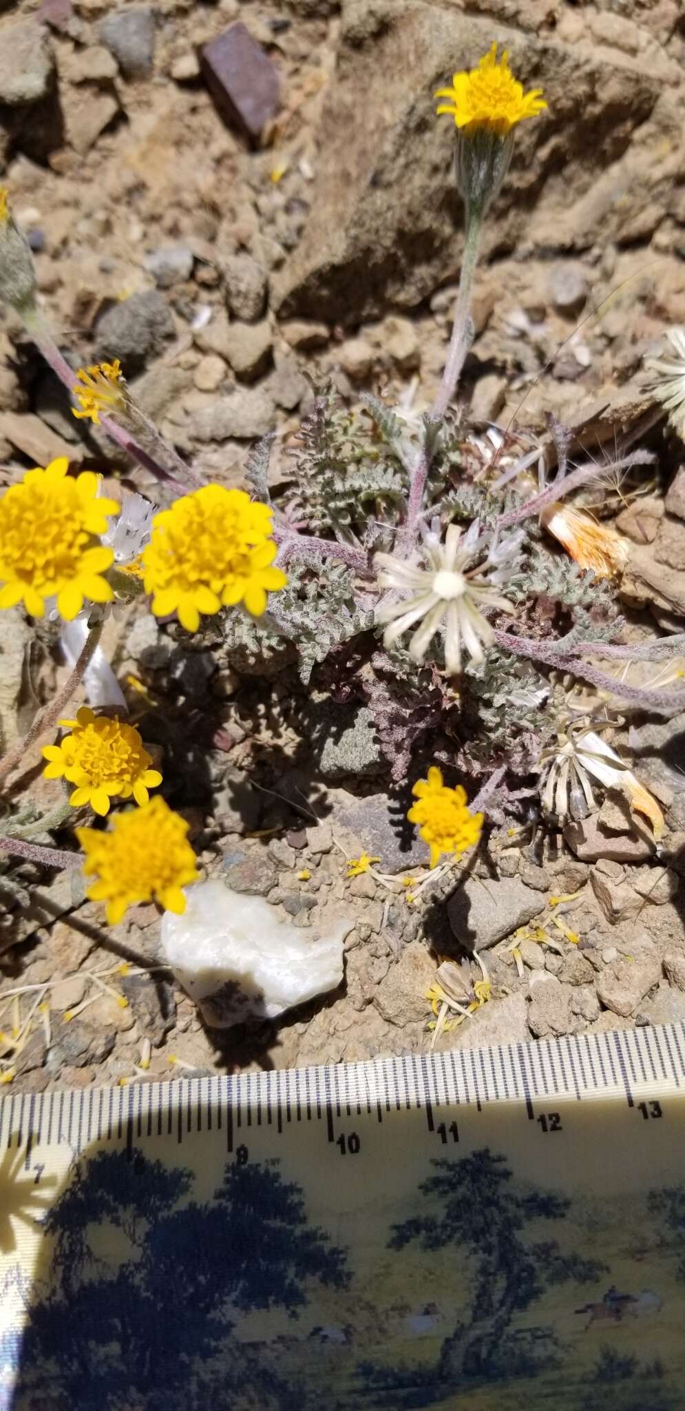 Sivun Chaenactis glabriuscula var. heterocarpha (Torr. & A. Gray) H. M. Hall kuva