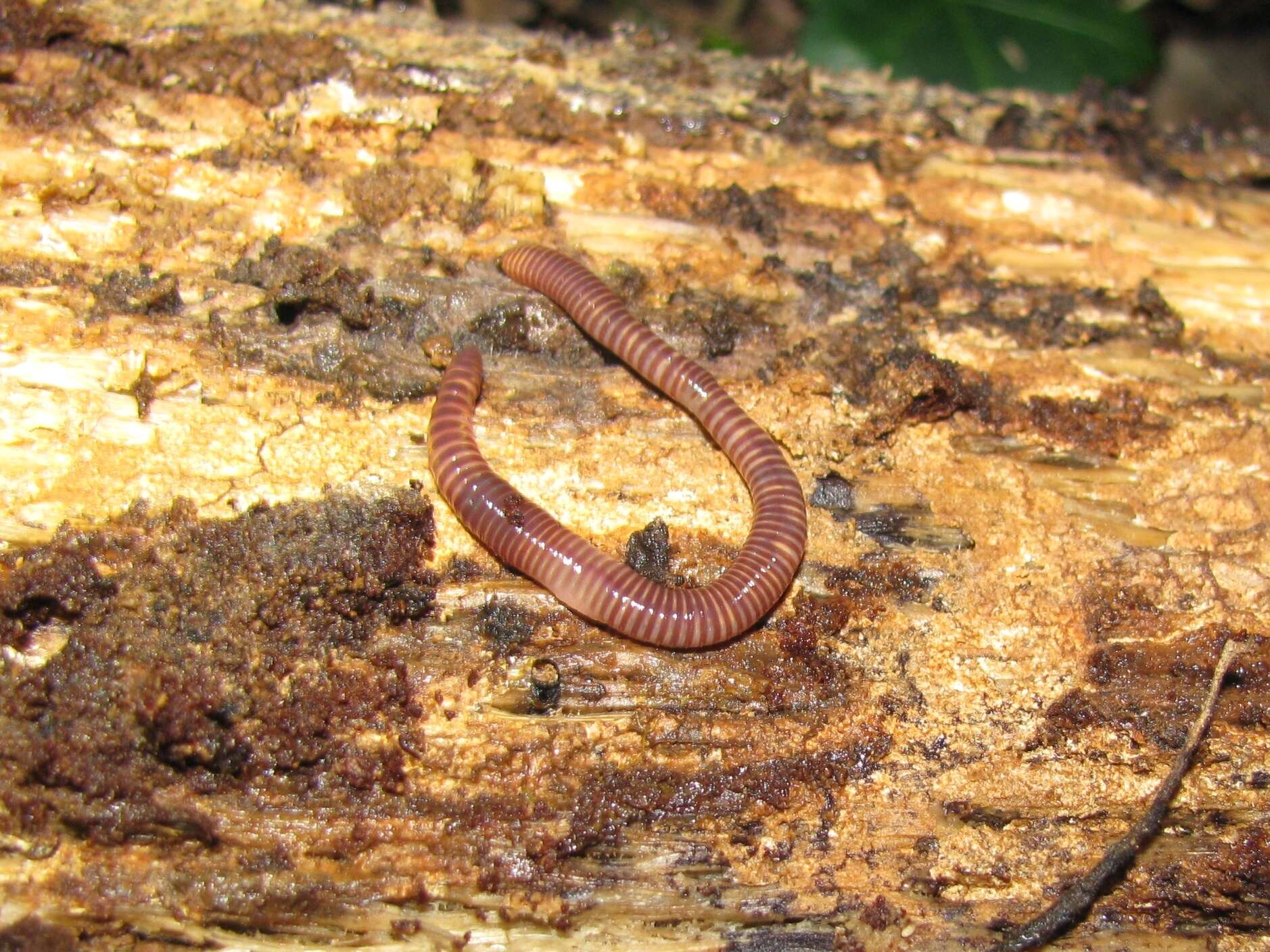 Image of Red wiggler, manure worm, soilution worm, brandling worm, english redworm