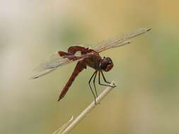 Image of Red Saddlebags