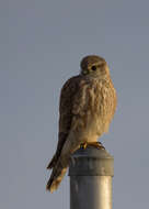 Image of Falco columbarius richardsonii Ridgway 1871