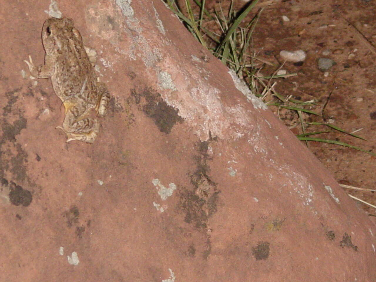 Image of southwestern toad