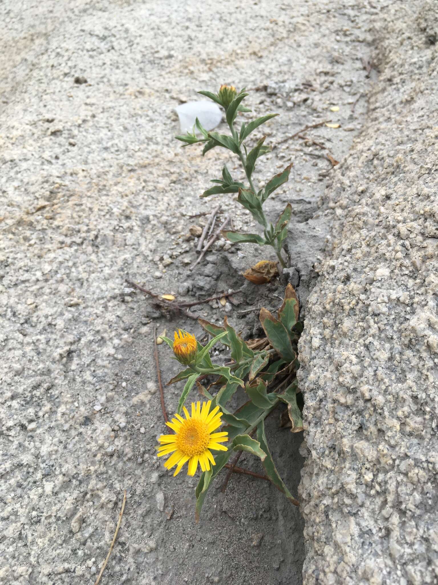 Imagem de Inula obtusifolia A. Kerner