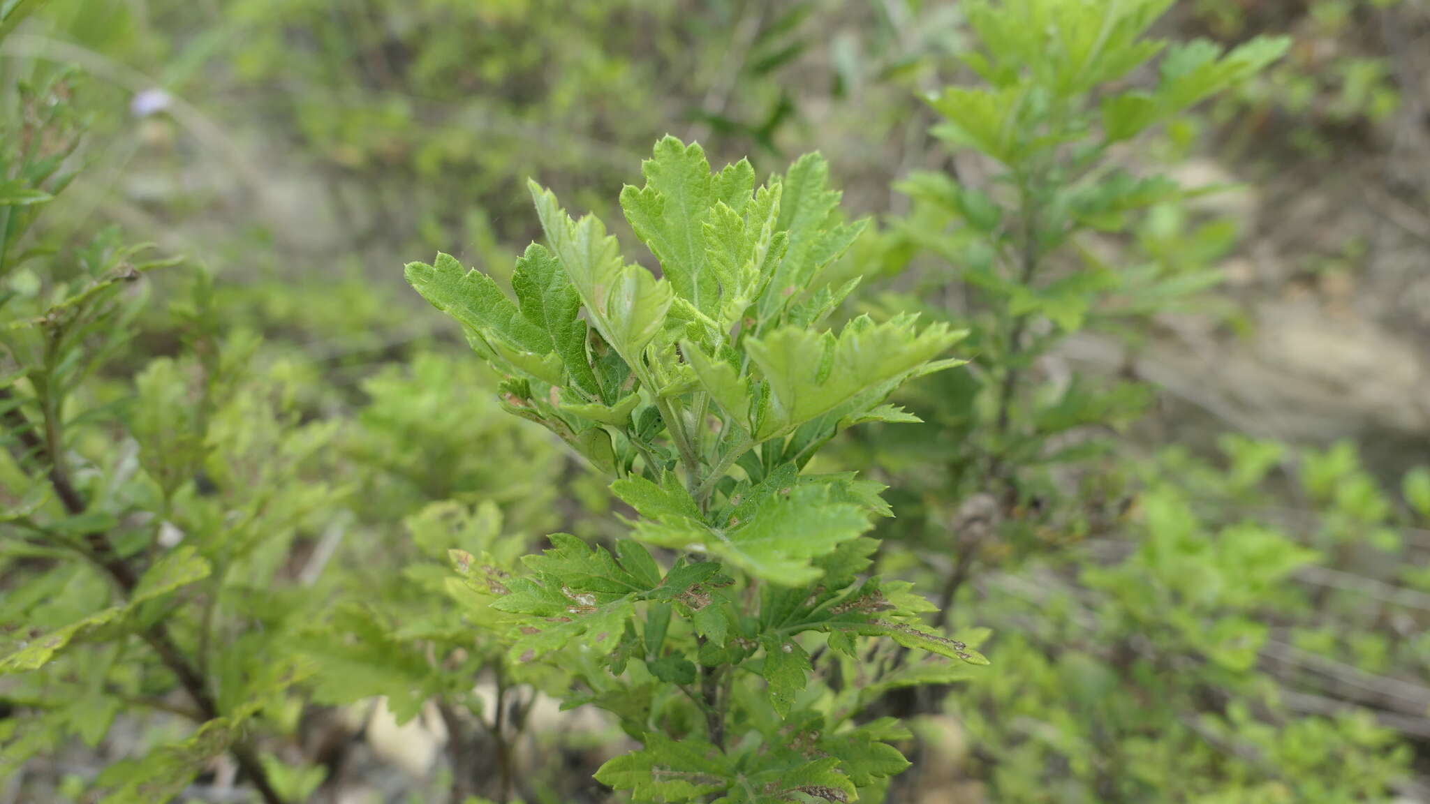 Image of Chrysanthemum lavandulifolium var. tomentellum Hand.-Mazz.