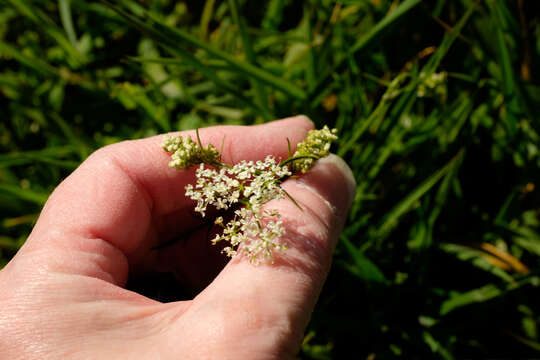 Conopodium resmi