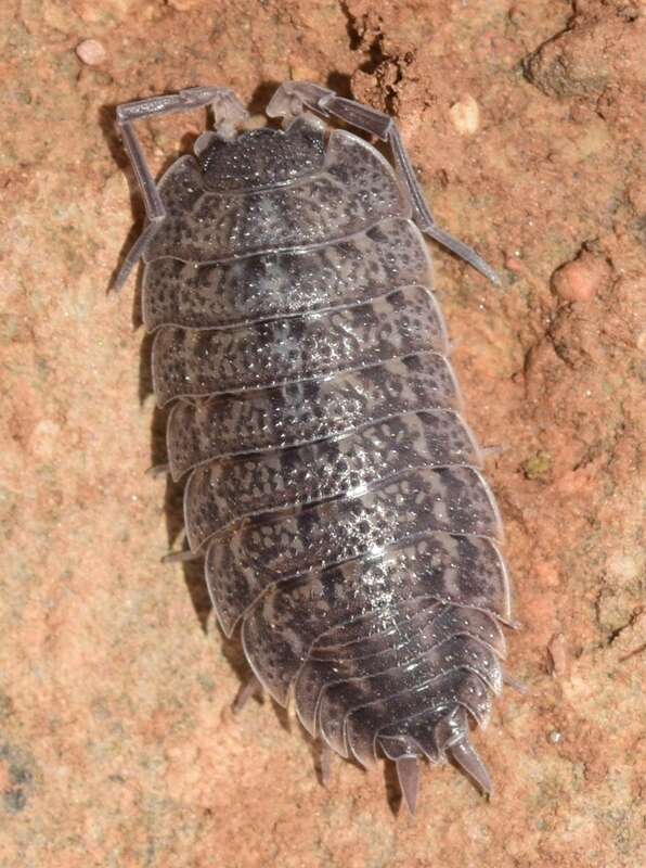 Image of Porcellio violaceus Budde-Lund 1885