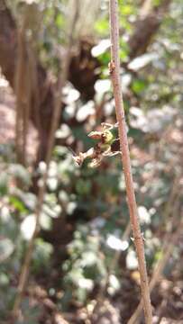 Image of Indian Flower Mantis