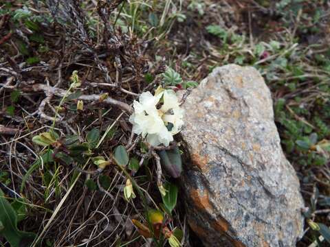 Image of Rhododendron anthopogon D. Don