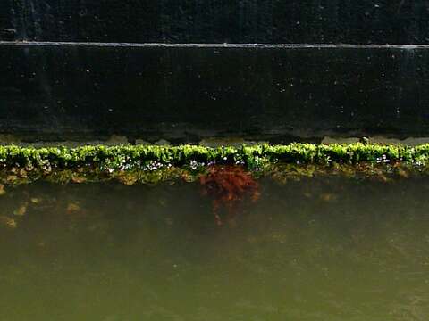 Image of Algae