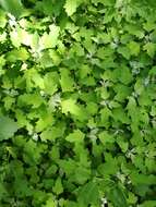 Image of Chenopodium ucrainicum