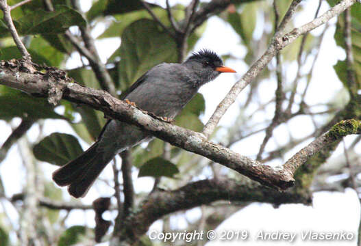 Image of Hypsipetes madagascariensis madagascariensis (Müller & Pls 1776)