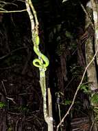 Image of <i>Trimeresurus sabahi fucatus</i>