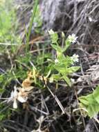 Image of beach starwort