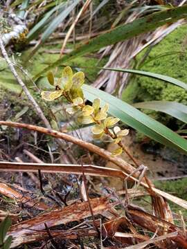 Image of Pseudowintera traversii (J. Buch.) Dandy