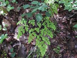 Adiantum andicola Liebm.的圖片