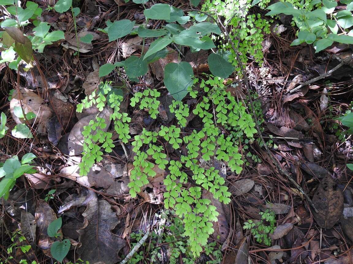 Adiantum andicola Liebm.的圖片