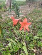 Image of Hippeastrum petiolatum Pax