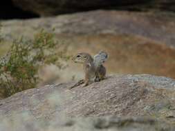 Image of Harris's Antelope Squirrel