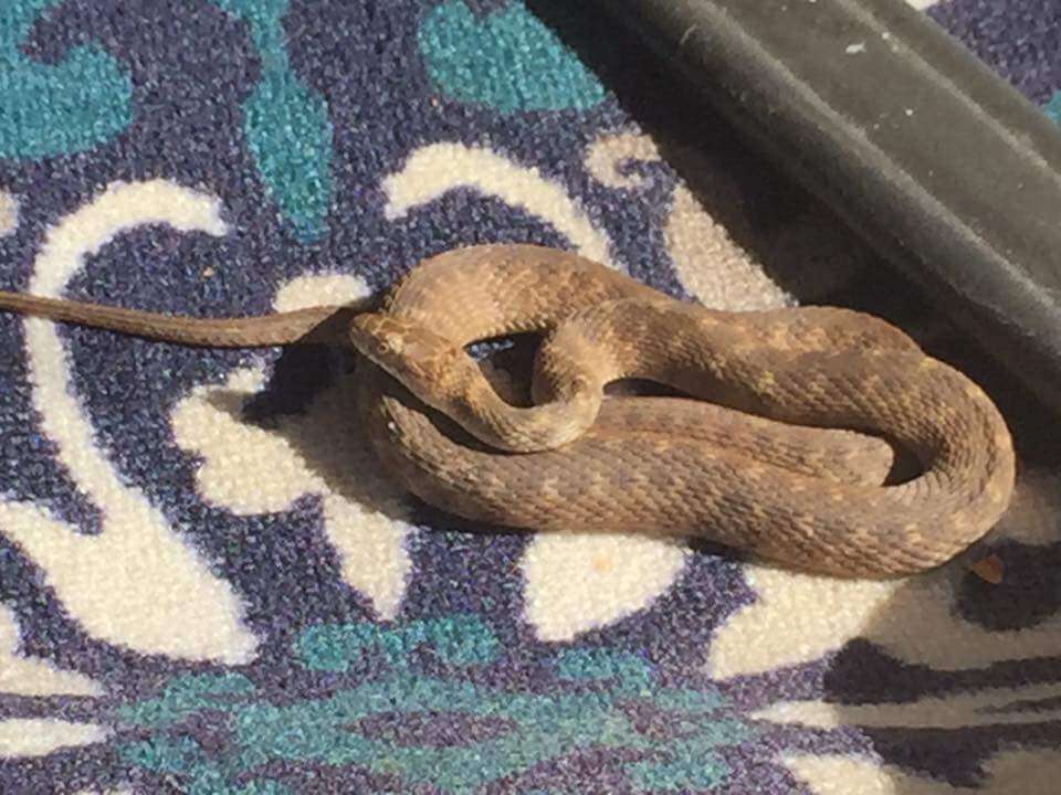 Image of Brazos Water Snake